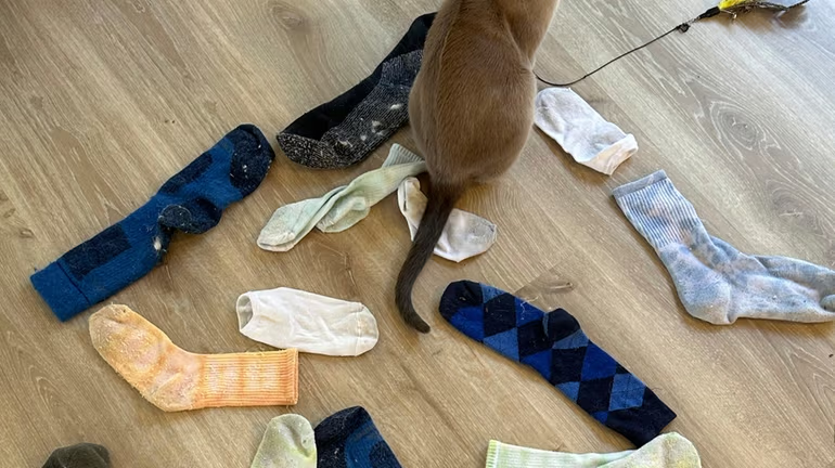 New Zealand Cat Becomes Notorious for Stealing Underwear and More