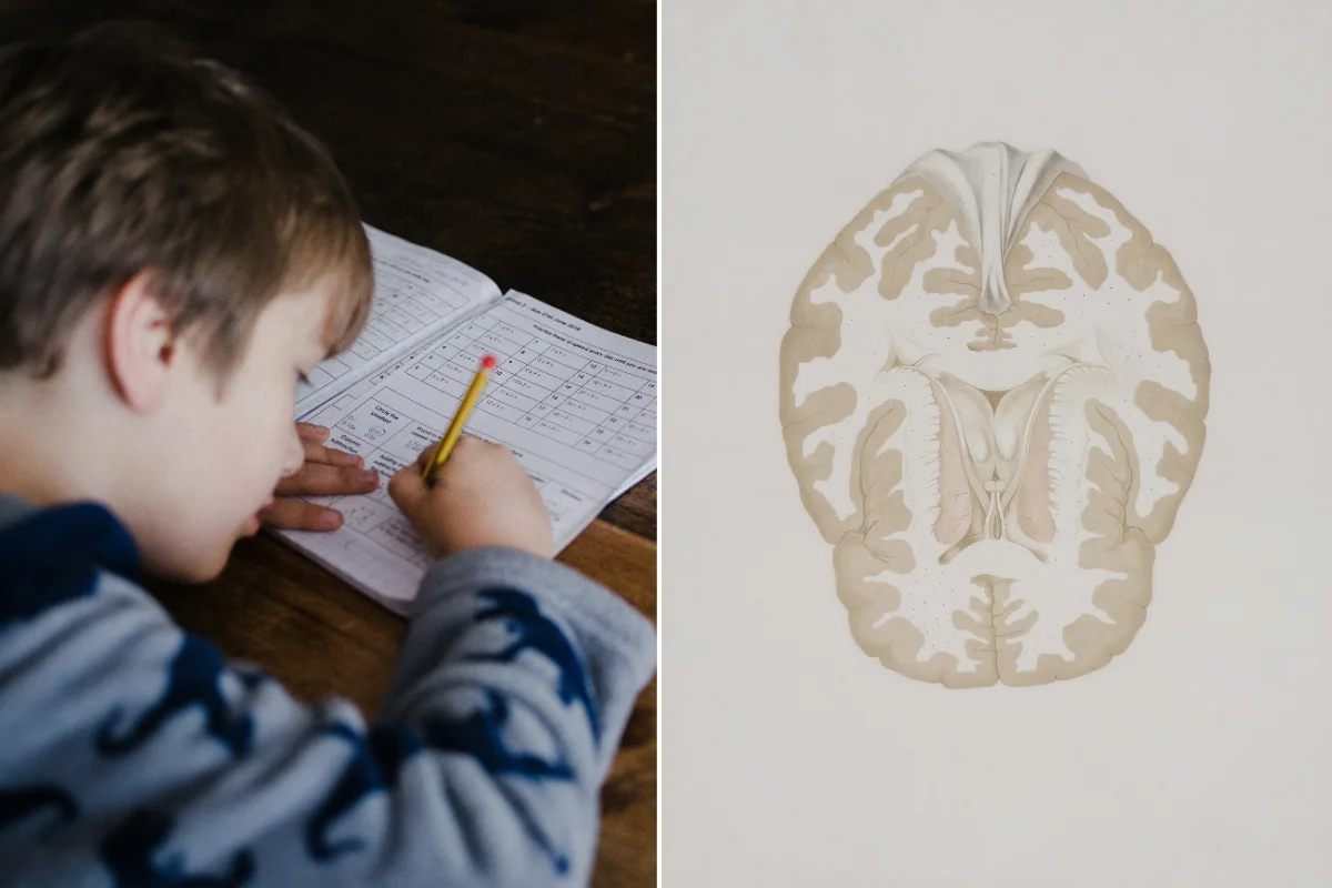 Surprising 16-year-long ADHD study reveals opposite of what researchers expected
